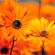 flowers flowers